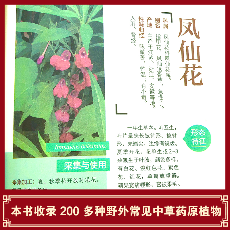 [正版]野外认采草药彩色图鉴图解中华汉方快速认药彩图全套中草药学野外识别应用彩色图鉴中草药彩图大全图解版草药材识别入门高清大图