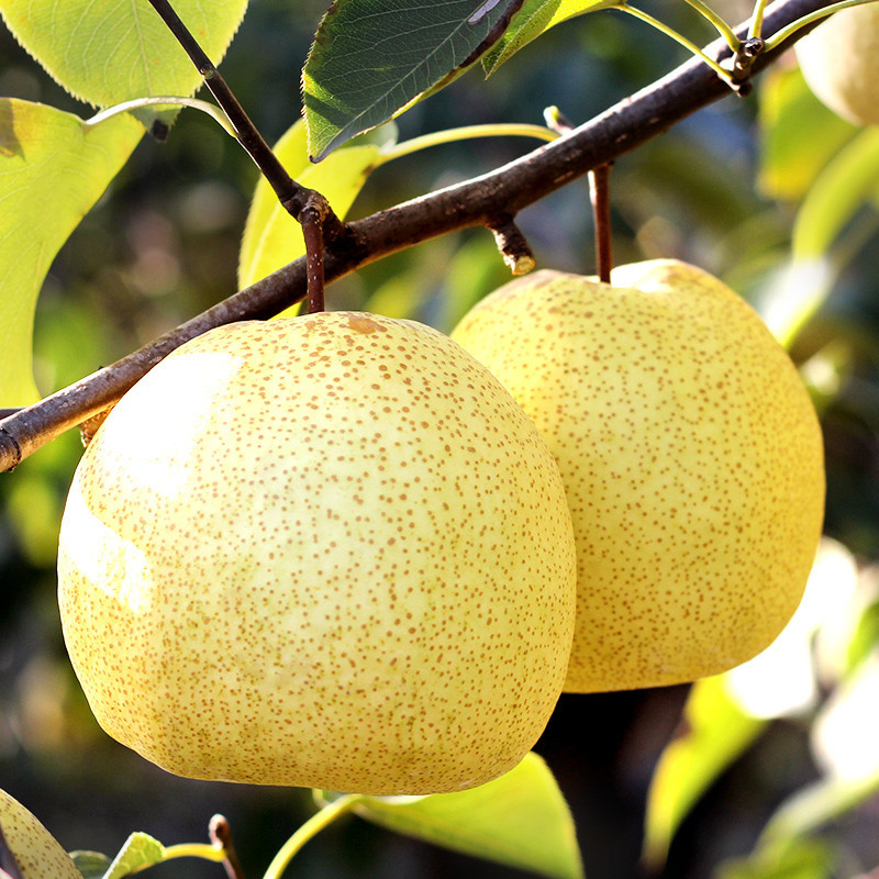 重返自然梨类 【重返自然】新鲜水果 贡梨 8斤 香