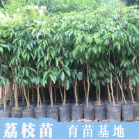 无籽桂味无核荔枝苗树苗嫁接南方种植盆栽荔枝树大苗幼苗带果苗树