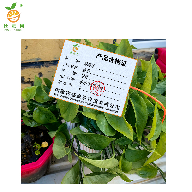 廷豪果 绿萝盆栽 12盆 /套高清大图