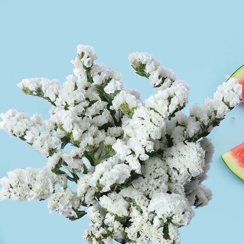 勿忘我云南昆明基地满天星干花配材装饰花束勿忘我永生花|勿忘我白色