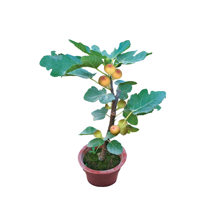 路轶森 果树树苗可选品种高度1m-1.2m 棵高清大图