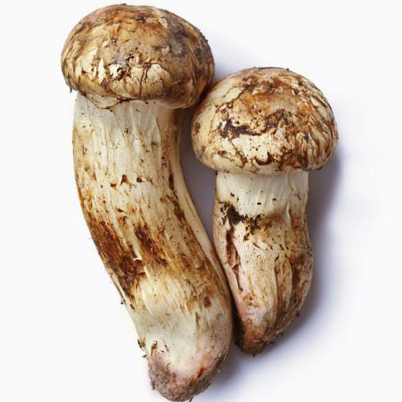 兵团缘松茸250g高清大图