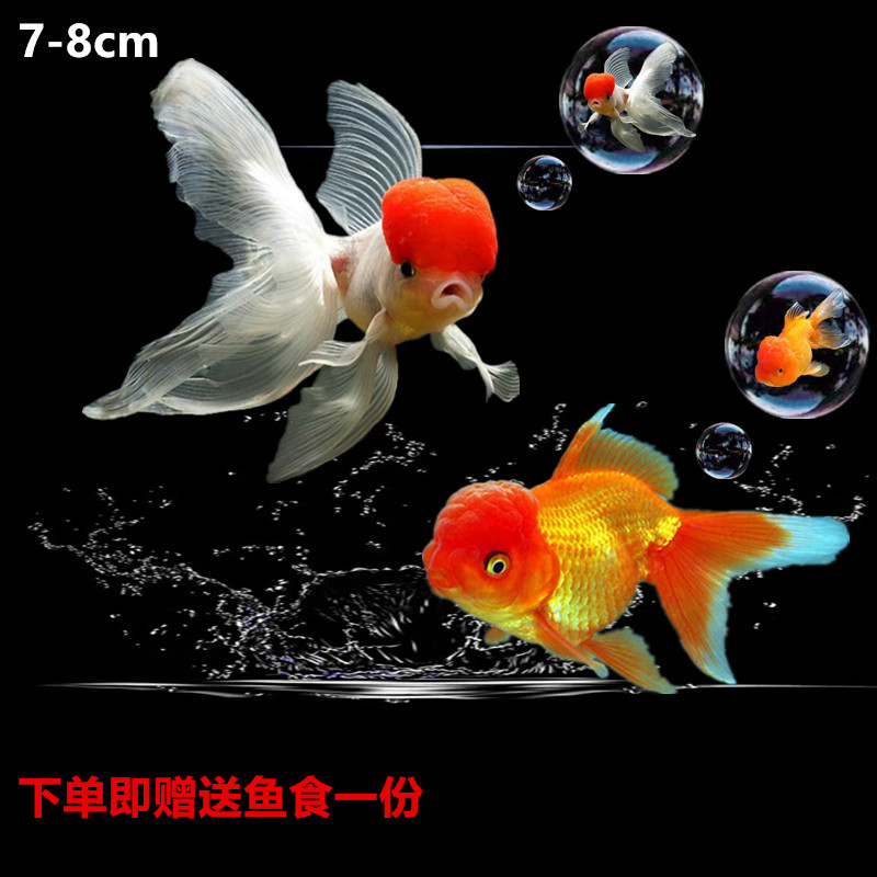 冷水鱼金鱼活体观赏鱼小金鱼活体金鱼苗合集淡水小型鱼包活特惠套餐 5条装报价 参数 图片 视频 怎么样 问答 苏宁易购