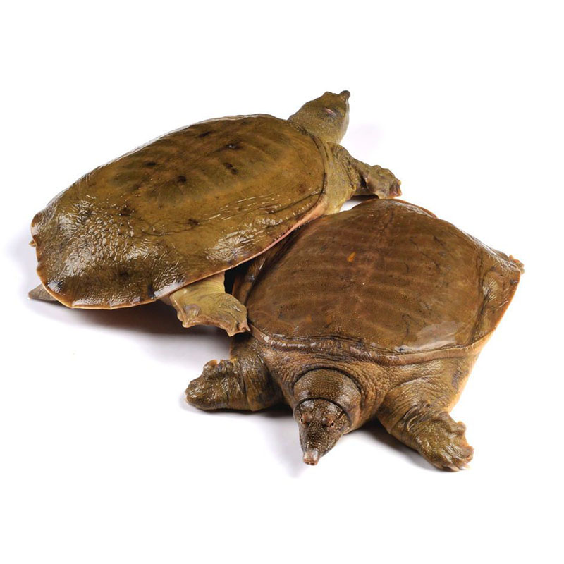 活宝乐园甲鱼1只 重约2.3斤每只 生态放养