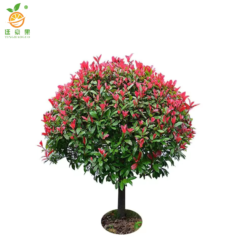 廷豪果 红叶石楠球 冠幅80cm /棵高清大图