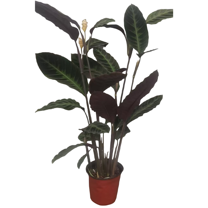 以雅以南 天鹅绒盆栽60cm/盆高清大图