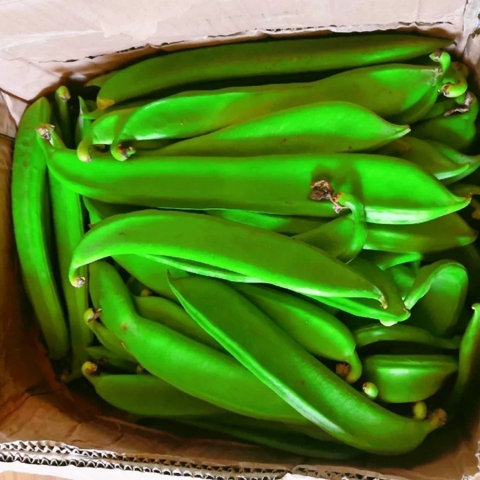刀豆新鲜新鲜刀豆江西农家自种 时令蔬菜刀豆剁椒原料 刀把豆 参数