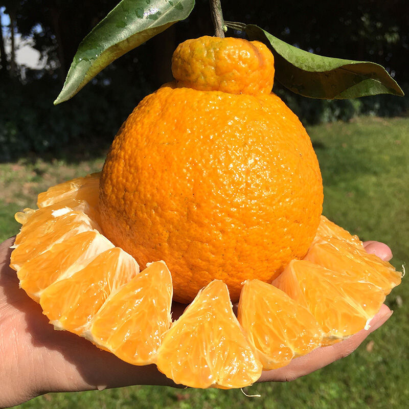 鲜木四川不知火丑橘桔子橙子丑八怪橘子手剥橘子耙耙柑丑柑纯甜无酸