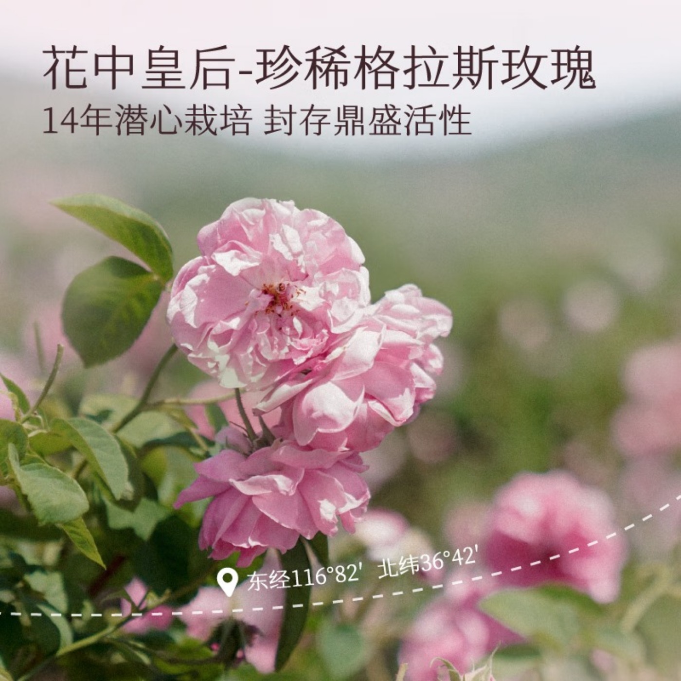 半亩花田玫瑰纯露爽肤水湿敷水天然补水保湿细腻肌肤女玫瑰花水250ml*2高清大图