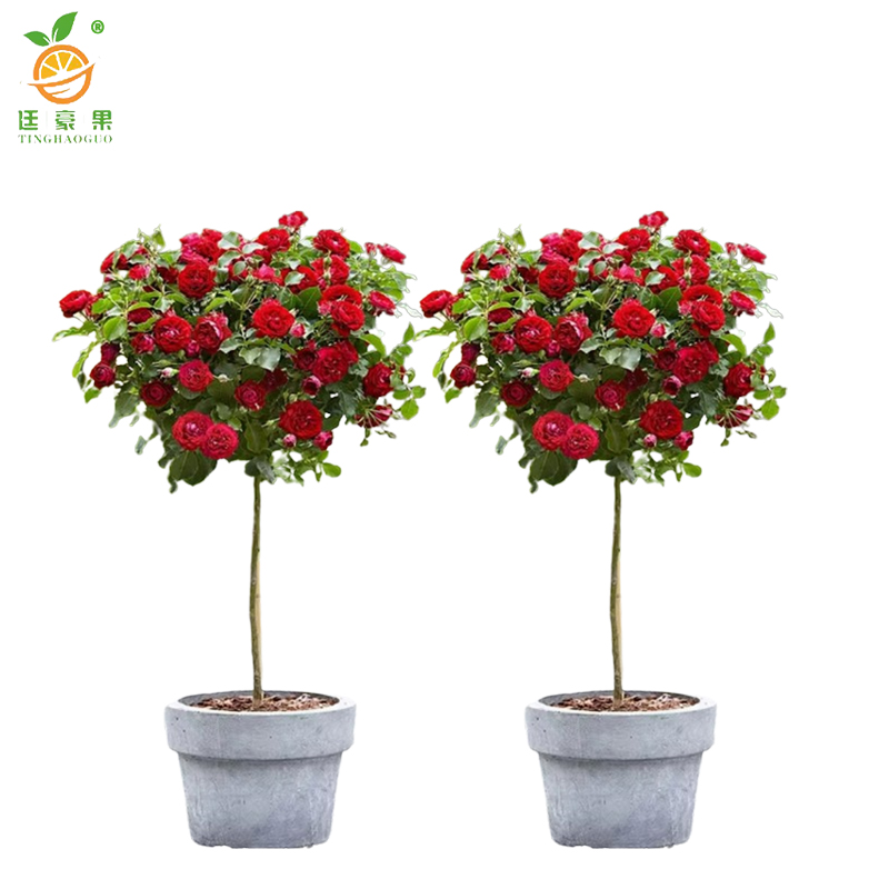 廷豪果 高杆月季 粗5公分 /棵高清大图