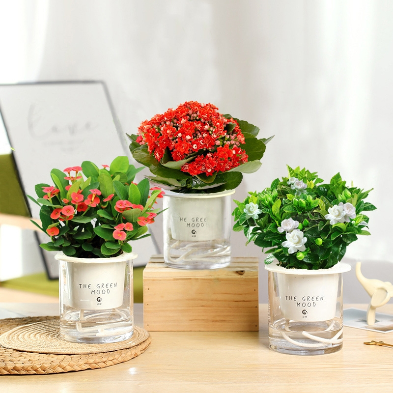 发财树绿萝水培绿植盆栽花卉小植物弹痕室内花好养多肉芦荟栀子花文竹