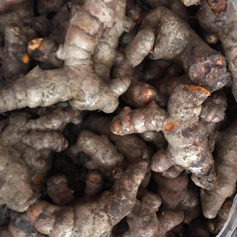 赛卡伊 新鲜小黄姜 姜黄 郁金红姜月子姜染色姜产后调节姜可作姜种子
