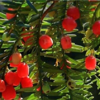红豆杉树苗绿植苗木盆栽红杉树海棠盆景种子免运费70-80高不含盆