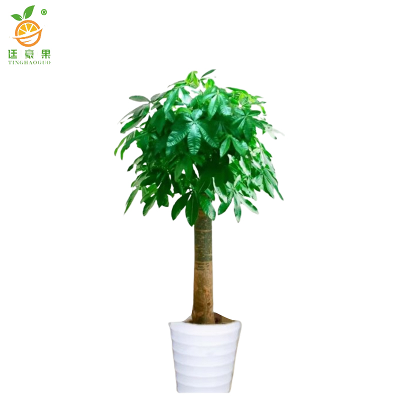 廷豪果 发财树独干 1.8-2米 /棵高清大图
