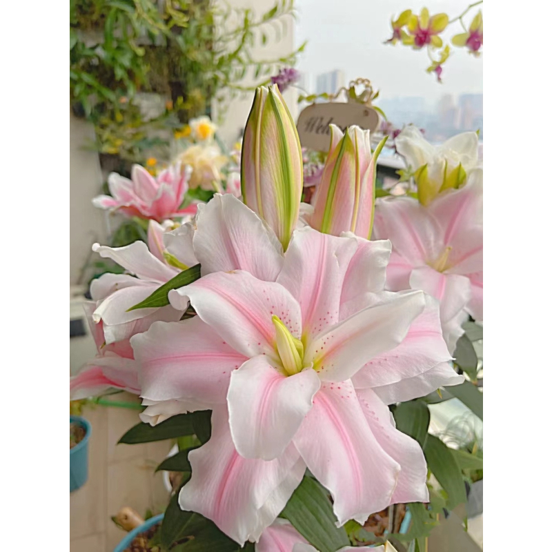 香水百合花种球春季混色大球四季开花矮生浓香花卉盆栽室内多年生