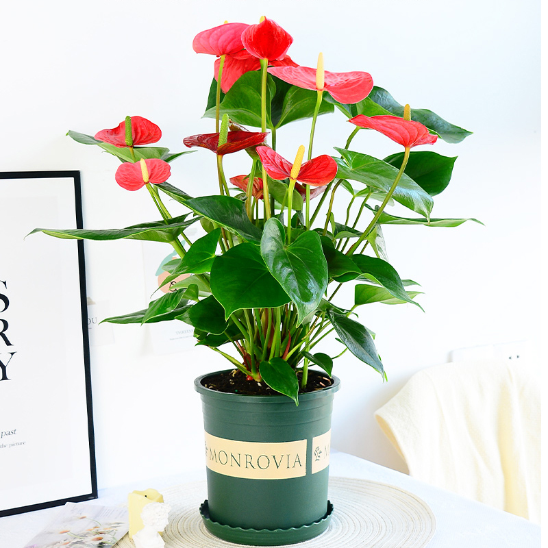 鲜木园艺用品红掌盆栽植物室内花卉好养水培一帆风顺大盆水养四季常青绿植 价格图片品牌报价 苏宁易购宏德绿植园艺专营店