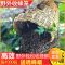 收蜂笼招蜂笼竹制野外捕蜂器诱蜂养蜂蜜蜂工具抓土蜂中蜂笼子新款 单独黑布罩[底部可收口] 单品[不含赠品]