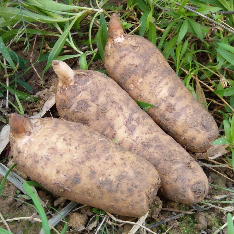 四川广元a 级新鲜天麻1000g小草坝现挖 活 生 天麻当季食材