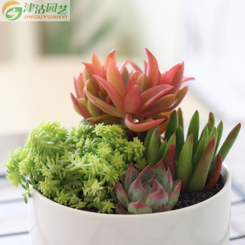 [包邮]津沽园艺 多肉植组合套装 白色陶瓷盆 4株多肉苗 多肉营养土 铺面金刚砂 桌面创意盆栽 1套