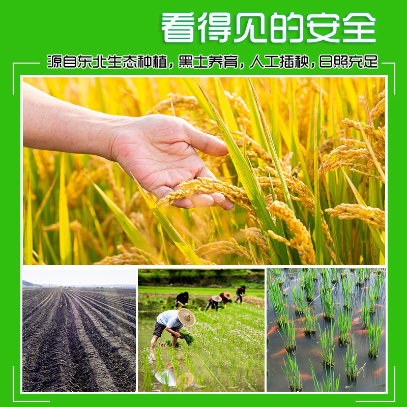 七河源 稻香米25kg 东北大米 当季新米 长粒米高清大图