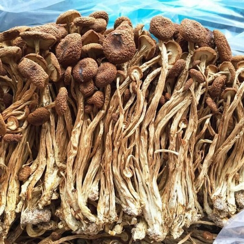 茶树菇 500g