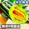 [五个农民]博洋9号甜瓜香瓜6斤羊角蜜整箱新鲜当季水果蜜瓜