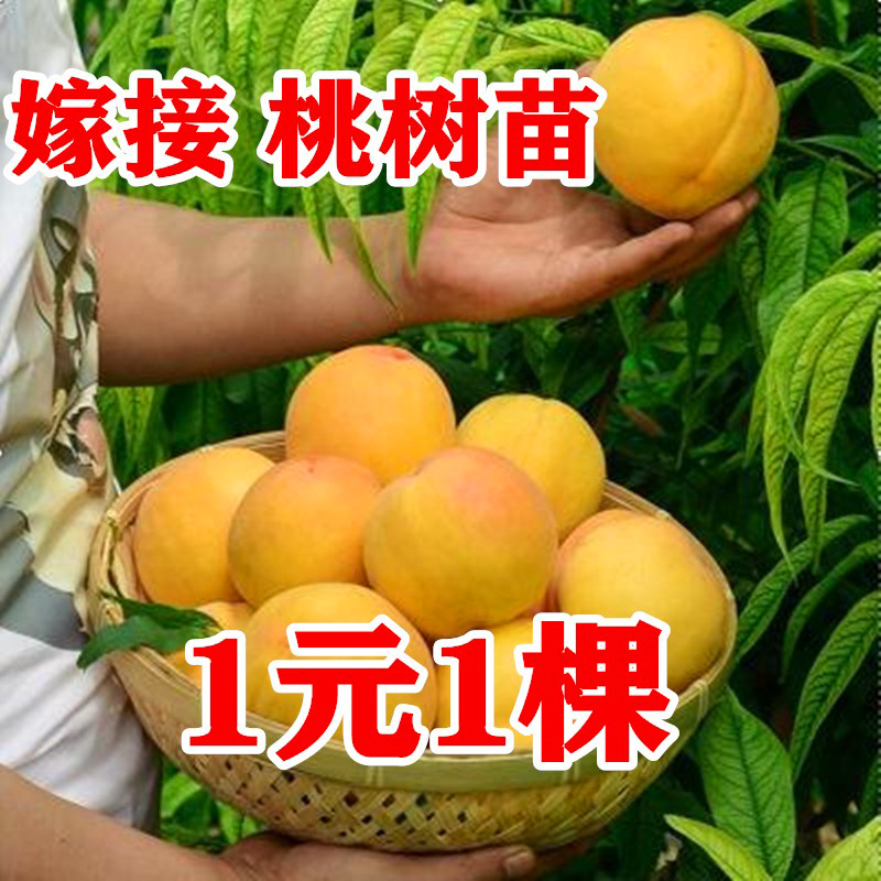 桃树果苗嫁接鹰嘴桃苗特大冬桃桃子树黄桃蟠桃水蜜桃桃树苖桃树苗报价 参数 图片 视频 怎么样 问答 苏宁易购