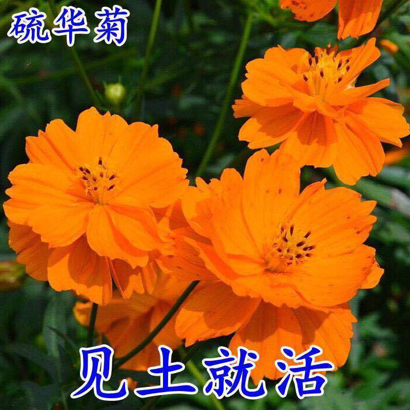 硫化菊种子黄波斯菊花种子黄秋英花籽 硫华菊种子四季易种 耐贫瘠 橙色硫化菊1000粒+送花种