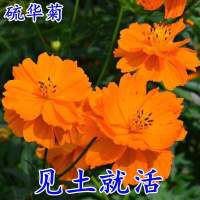 硫化菊种子黄波斯菊花种子黄秋英花籽 硫华菊种子四季易种 耐贫瘠 橙色硫化菊1000粒+送花种