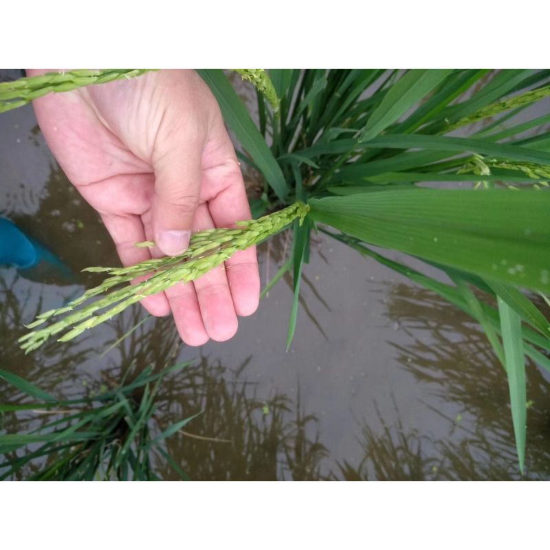 [江苏扶贫][财政集采][响水]溢香源 虾稻米,虾稻米5㎏/箱 (50份起拍,单拍不发货)