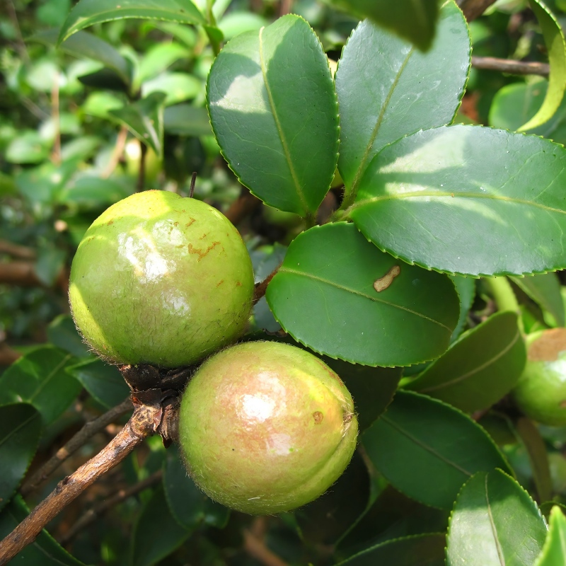 神农唛有机山茶油500ML高清大图