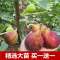 无花果树苗 耐寒地栽大盆栽阳台矮化波姬红当年结果南北方种植|砂糖 当年结果苗[一棵装]