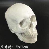 男头骨 头骨石膏像素描教具男女头骨石膏像女头骨石膏像解剖头肌石膏头骨