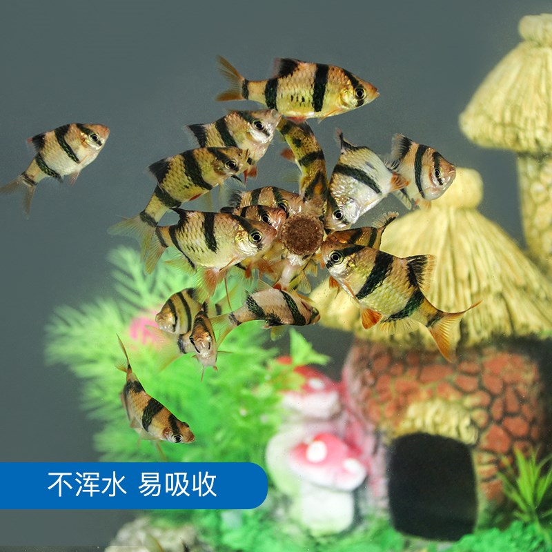 小型鱼贴片饲料孔雀红绿灯科热带鱼鱼食通用型小型鱼鱼食500ml高清大图