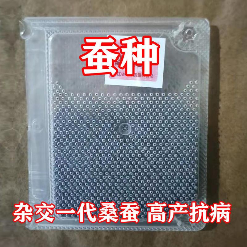 家蚕桑蚕籽蚕卵蚕蛋蚕子杂交桑蚕种蚕宝宝蚕桑养殖1张31000粒 白茧蚕卵31000粒/盒