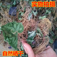 大别山野生 土细辛 马蹄香 马蹄细辛 杜衡 非辽细辛500克