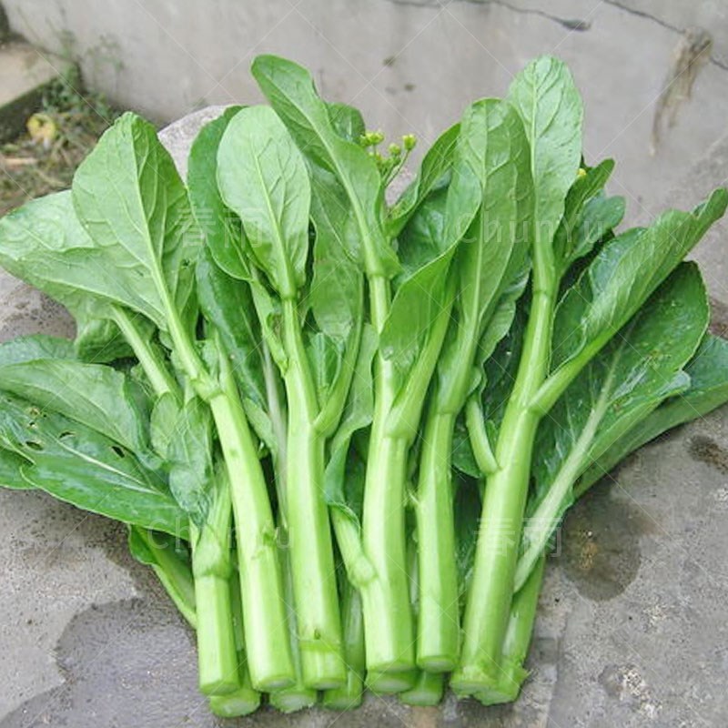 四九菜心种籽广州青菜四季春季春夏阳台种菜农家田园蔬菜蔬莱种子