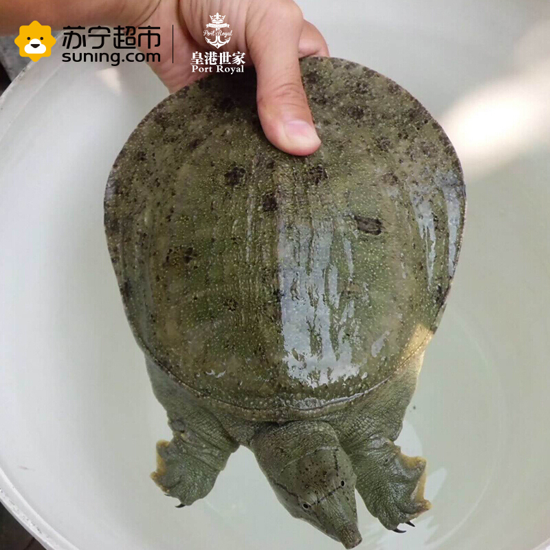 [活鲜]皇港世家 江苏太湖鲜活生态甲鱼 1000g 1只 盒装 海鲜水产