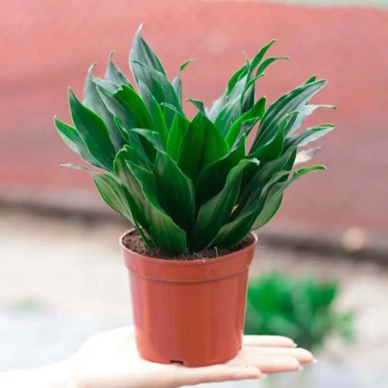 太阳神盆栽四季常青绿色花卉办公室内净化空气万年青植物 太阳神1盆