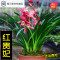 浓香型矮种[红贵妃]兰花苗盆栽室内花卉四季兰建兰绿植好养(请先与客服确认再下单)