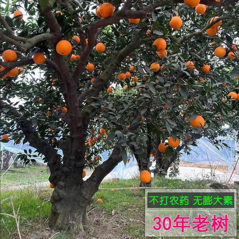 正宗四川眉山青见果冻橙新鲜水果