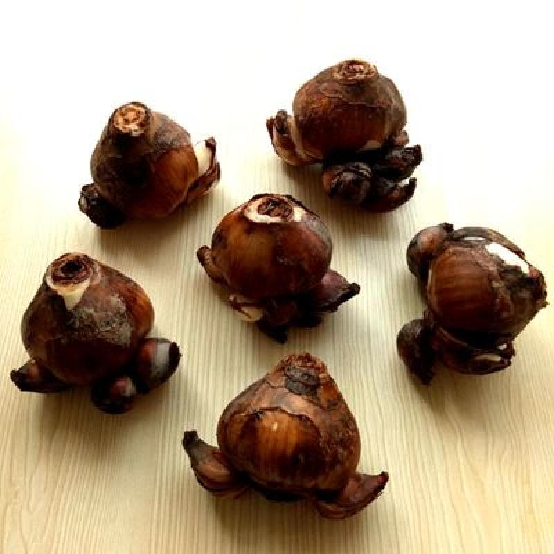 水仙花种球水培室内盆栽水仙种球四季花种子水养植物花卉洋 水仙种球一个图片