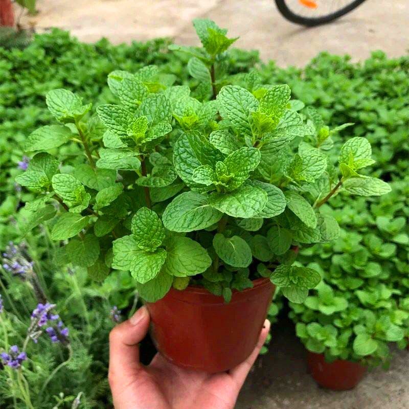 薄荷盆栽可食用留兰香室内阳台驱蚊草植物花卉薄荷苗大盆绿植易活