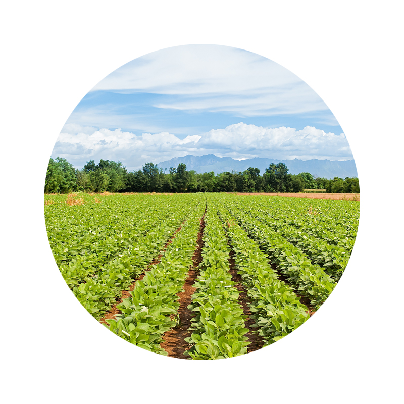 米妹妹大豆油清香型5L高清大图