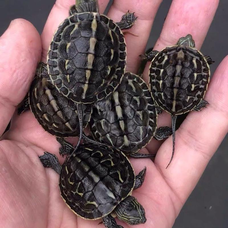 中华珍珠龟花龟活体龟苗小乌龟宠物龟观赏水龟乌龟活体招财花龟苗一只