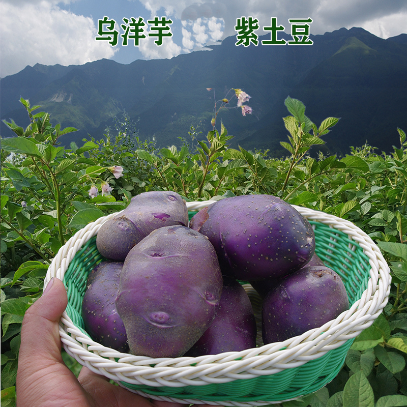 绿源云南高山紫土豆新鲜乌洋芋精选紫皮含花青素乌土豆带箱10斤特产