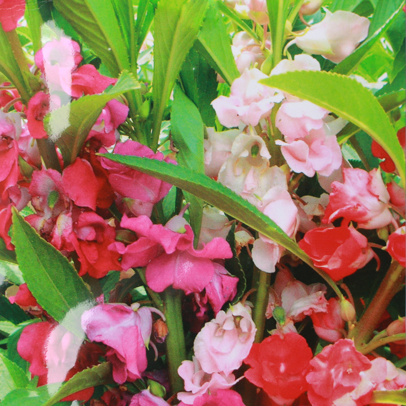 津沽园艺 亲子种植凤仙花套装含盆土种子 春季播种凤仙花种子套装 1套
