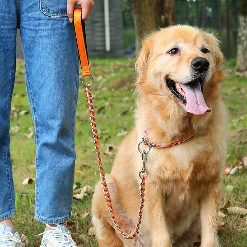 金色狗链拉带 m码 建议25-50斤 大狗链子牵引绳土狗铁链中型犬