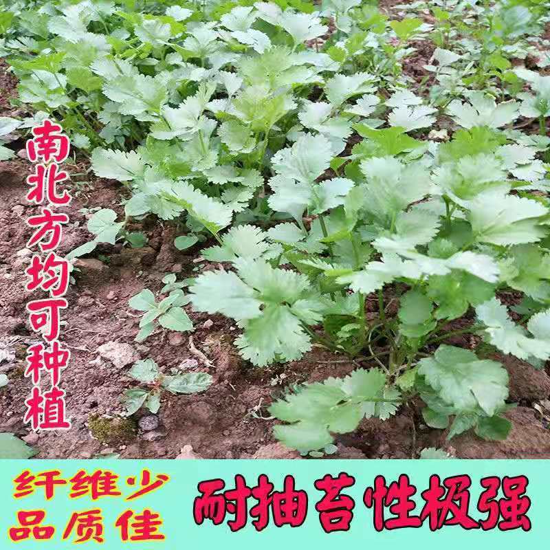 四季香菜大叶小叶芫荽阳台种菜耐寒耐热夏季蔬菜盆栽种籽孑大